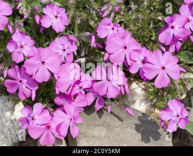 Moss Phlox-Spezifikation Stockfoto