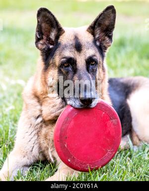 Senior German Shepherd Dog hält Frisbee im Gras ruhen. Outdoor-Tier-Thema. Stockfoto