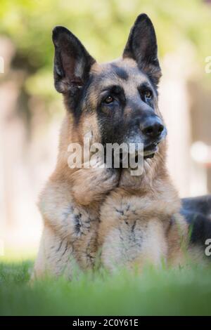 Senior Deutscher Schäferhund Porträt im Gras liegen. Outdoor-Tier-Thema. Stockfoto