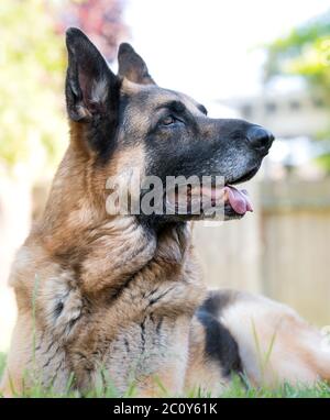 Senior Deutscher Schäferhund Porträt im Gras liegen. Schöne alte Hund mit weißer Schnauze Outdoor Tier Thema. Stockfoto