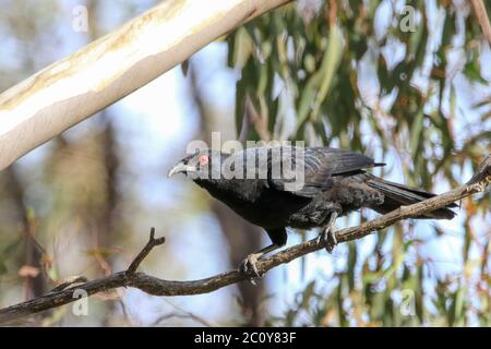 Weißflügeliger Chough (Corcorax melanorhamphos) auf einem Ast. Stockfoto