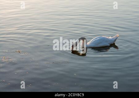 weißer Schwan auf dem Sommer-See schwimmen Stockfoto