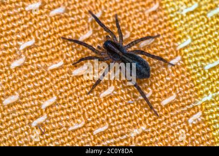 Spinne sitzt auf orange Stoff Nahaufnahme Makroaufnahme Stockfoto