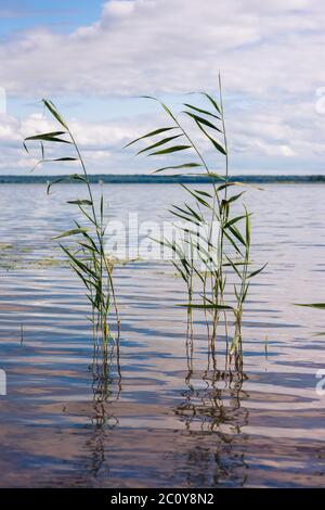 Schönen Sommer See, Schilf in den Vordergrund, im Hintergrund der Wald und Himmel. Vertikales Bild Stockfoto