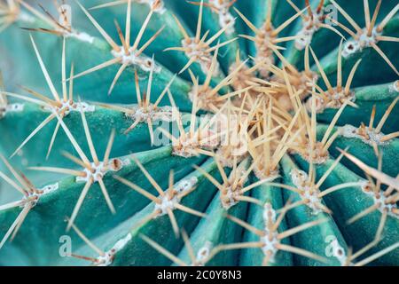 Cose auf der ganzen Welt geformt Kaktus mit langen Dornen. Stockfoto