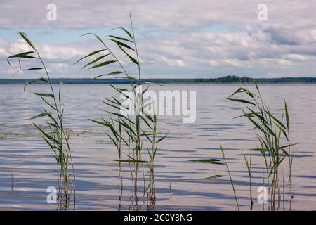 Schönen Sommer See, Schilf in den Vordergrund, im Hintergrund der Wald und Himmel Stockfoto