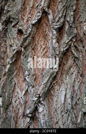 Alte Holz Baum Textur Hintergrundmuster. Vertikales Bild Stockfoto