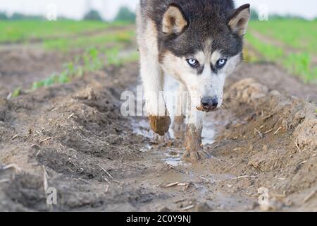 Portrait von Husky Hund trinkt Wasser aus einer Pfütze in einem Feilchen nach unten schauen. Stockfoto