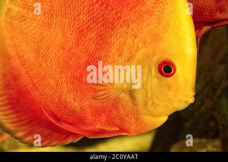 Diskus-Fisch-Porträt Stockfoto