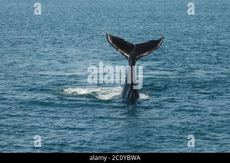 Ein junger Buckelwal winkt seinen schwanzflosse aus dem Atlantischen Ozean. Stockfoto