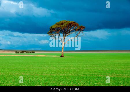 Eucalyptus Salmon Gum Tree - Western Australia Stockfoto