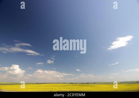 Ein blühendes, gelbes Rapsfeld unter einem dramatischen Himmel im Rocky View County Alberta Canada. Stockfoto