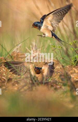 Scheune Swallow - Hirundo rustica, schöner beliebter Barschvogel aus Europa, Insel Pag, Kroatien. Stockfoto