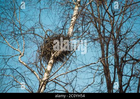Frühlingsvogel#39;s Nest in einer Birke mit Himmel Hintergrund. Stockfoto