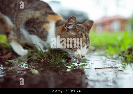 Eine streunende Katze Trinkwasser aus der Pfütze Stockfoto