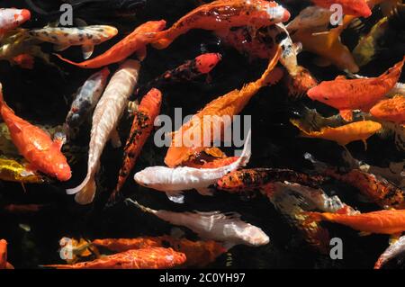 Viele farbige Koikarpfen Stockfoto