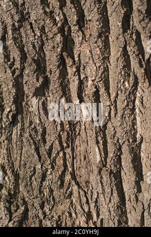 Alte Holz Baumrinde Textur Hintergrundmuster.  vertikales Bild Stockfoto