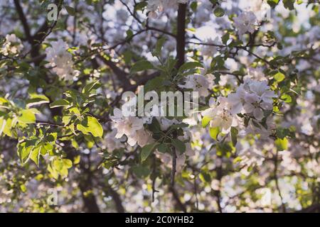 Apfel Baum Blume Blüte im Garten mit Sonnenstrahlen und bokeh Stockfoto