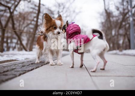 zwei lustige Hunde schnüffelt einander. Stockfoto