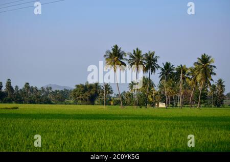 Schöne Farm Land Landschaft mit Kokospalmen indien Stockfoto