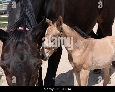 Ein kleines gelbes Fohlen neben der Mutter, tagsüber mit einer Landschaft. Stockfoto