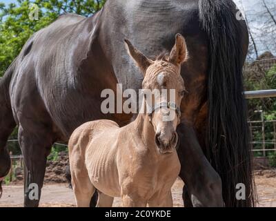 Ein kleines gelbes Fohlen neben der Mutter, tagsüber mit einer Landschaft. Stockfoto