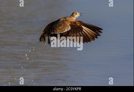 Birkhuhn in der kalahari, kgalagadi Stockfoto