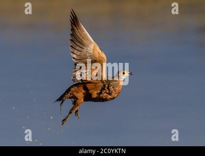 Birkhuhn in der kalahari, kgalagadi Stockfoto