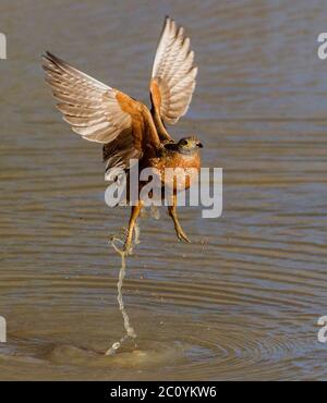 Birkhuhn in der kalahari, kgalagadi Stockfoto