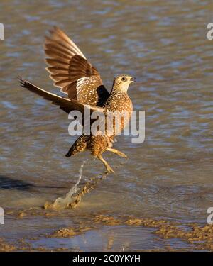 Birkhuhn in der kalahari, kgalagadi Stockfoto