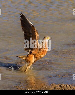 Birkhuhn in der kalahari, kgalagadi Stockfoto