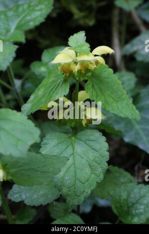 Lamiastrum galeobdolon, Gelber Erzengel. Wildpflanze im Frühjahr erschossen. Stockfoto