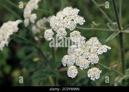 Die Petersilie wächst am Rande der Straße außerhalb von Brabourne Lees, Ashford, Kent, England, Vereinigtes Königreich Stockfoto