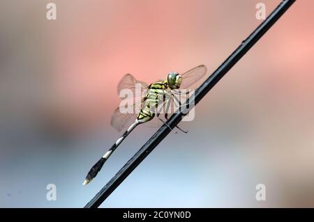 A dragonfly, view from the side, in urban environment. Stockfoto