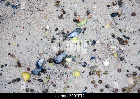 Bunte Muscheln an einem Sandstrand Stockfoto