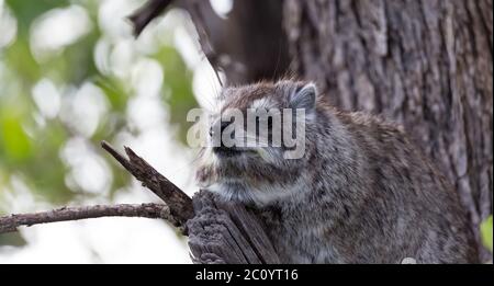 Der Felsdachs sitzt auf dem Ast eines Baumes Stockfoto