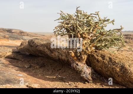 Ein Namaqua Pork Bush, auch als falsche Pordulacaria bekannt, wächst aus einem Riss im Granit des Mondgestein, ein Peeling Dome in der Augrabies Na Stockfoto