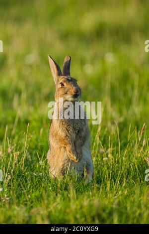 Wildes Kaninchen (Oryctolagus cuniculus), das aufrecht auf einem Grasfeld steht, während es einen Grashalm frisst Stockfoto