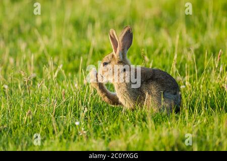 Wildes Kaninchen (Oryctolagus cuniculus), das auf einem grasbewachsenen Feld sitzt und dabei eines seiner Hinterbeine reinigt Stockfoto