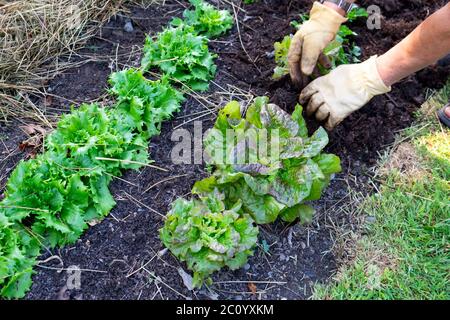 Mann, der Bracken-Kompost-Mulch auf einer Reihe von rotherzigen Salaten und knackigem Kopf ausstreut reine de glace-Salate im Bio-Garten Wales UK KATHY DEWITT Stockfoto