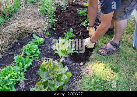 Mann, der Bracken-Kompost-Mulch auf einer Reihe von rotherzigen Salaten und knackigem Kopf ausstreut reine de glace-Salate im Bio-Garten Wales UK KATHY DEWITT Stockfoto