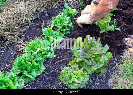 Mann, der Bracken-Kompost-Mulch auf einer Reihe von rotherzigen Salaten und knackigem Kopf ausstreut reine de glace-Salate im Bio-Garten Wales UK KATHY DEWITT Stockfoto