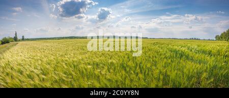 Panoramablick über schöne grüne und gelbe Farmlandschaft mit Licht- und Schattenwellen auf das wachsende Weizenfeld in Deutschland mit Wolken am Himmel Stockfoto