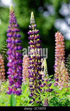 Blühendes Feld der Lupinen Blumen. Violette und rosa Lupine auf schöner Wiese. Bunte Bündel Lupinen Sommer Blume Hintergrund. Geringe Schärfentiefe Stockfoto