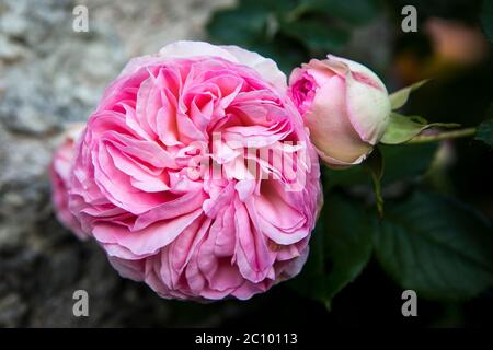 Pierre de Ronsard Rose, französische Rose in der Region Loire-Tal in Frankreich Stockfoto