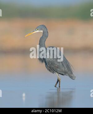 Riff-Reiher in einem Feuchtgebiet in Indien Stockfoto