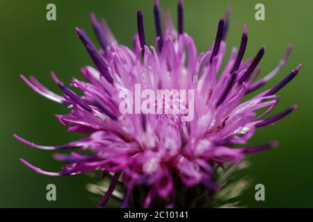 Nahaufnahme, lila-rosa Blume mit selektivem Fokus, geringe Schärfentiefe. Carduus acanthoides, Stacheldistel ohne Stecheln, geschweißter Distel und Plumeless Stockfoto