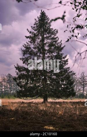 Lonely pine tree in a field with dark clouds and sky, dramatic sad gloomy colors. Stockfoto