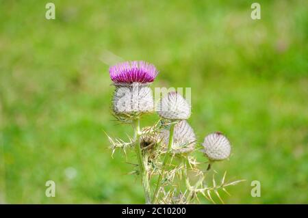 Rosa Milchdistel blüht im Sommer. Öko biologische Lebensmittel, natürlich. Stockfoto