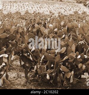 Plantage von Stachelpastei Stockfoto